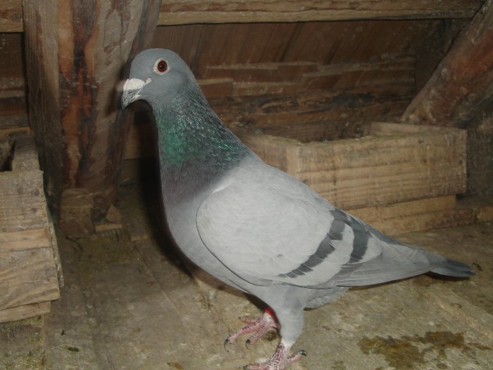 nepot vanbruene - lot zbor