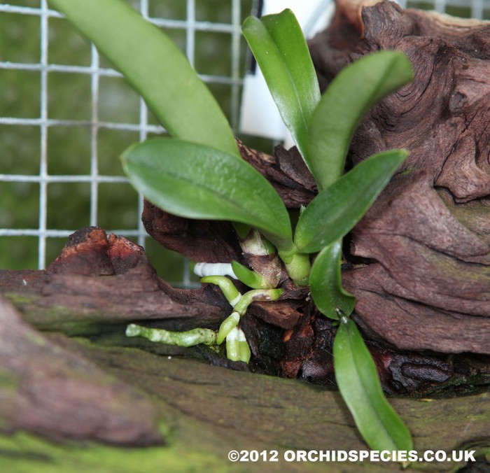 IMG_8444 orhid - ORHIDEE MOUNTHED PLANTS