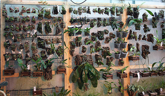 mounted-plants  orhi - ORHIDEE MOUNTHED PLANTS