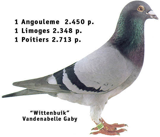 vandenabeele_wittenbuik - Porumbei de Exceptie