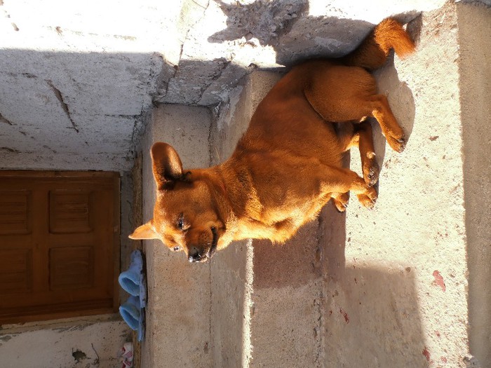 PC070080 - poze kuki