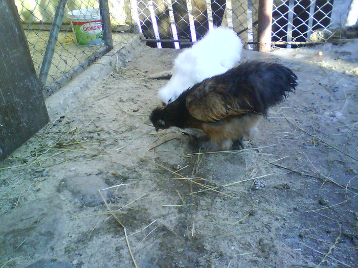 DSC01114 - matase japoneza