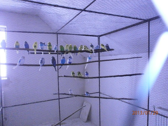 Perusi - Papagali Perusi