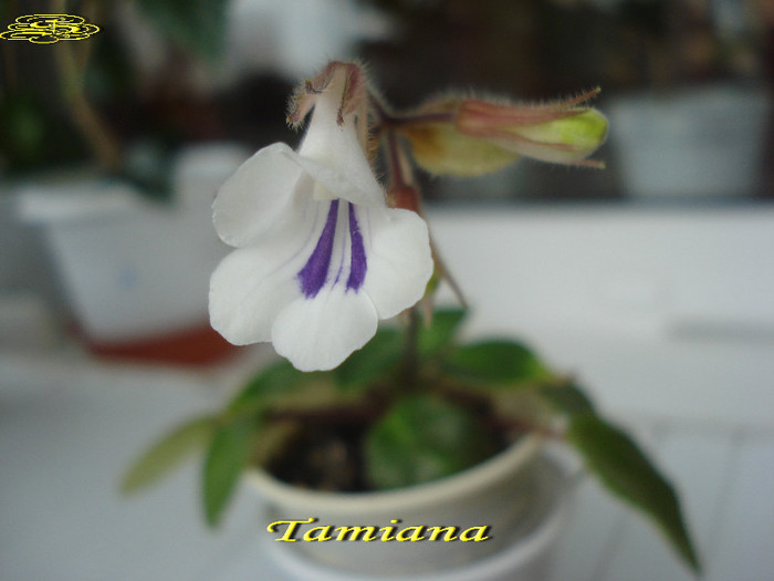 Tamiana (31-012013) - Chirite-Primuline