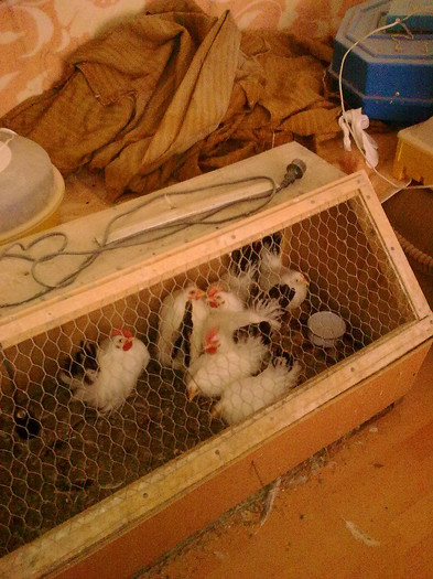 Imagine0297 - chabo siro