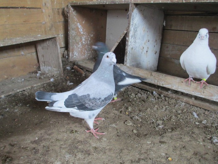 IMG_0198 m 2012 - Porumbei vanduti