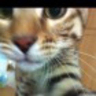 dadoong cat