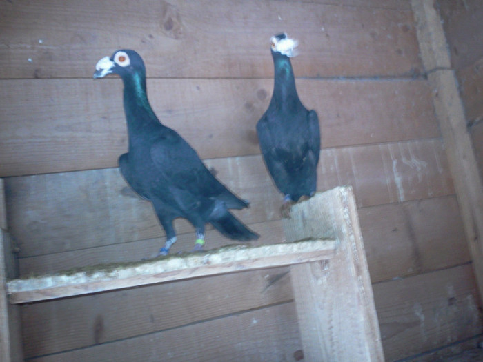 pereche m 2012 - f 2012