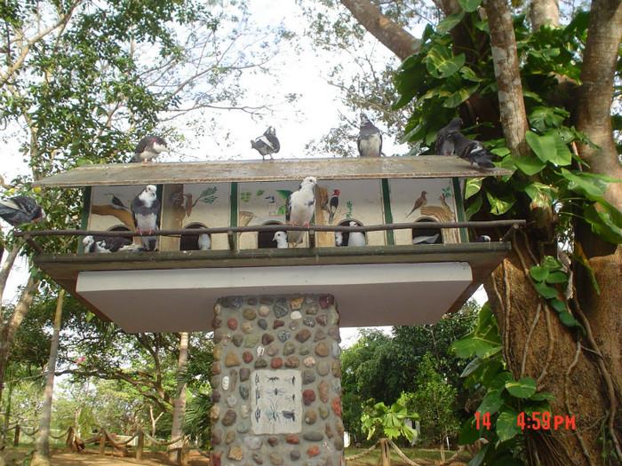 Voliera de vacanta exotica - Ultimele impresii