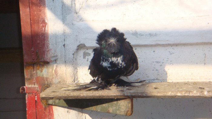 DSC02784; mascul 2012
