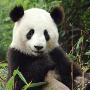 urs panda - Animale salbatice