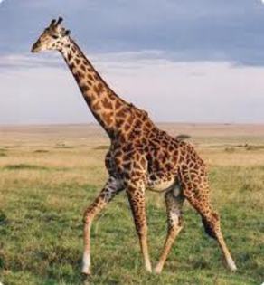 girafa - Animale salbatice