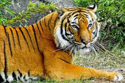 tigru - Animale salbatice