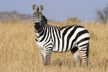 zebra - Animale salbatice