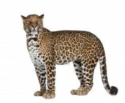 leopard - Animale salbatice