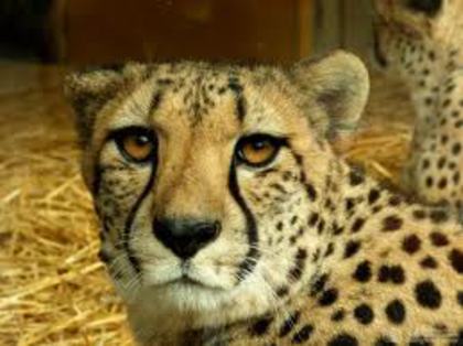 ghepard - Animale salbatice