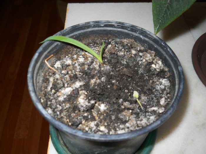 yucca baccata - Germinari si altoiri 2013-2014