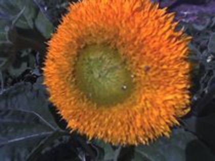 floarea soarelui decorativa - LEGUME 2012