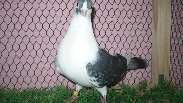 F 2011-moriscara; Femela moriscara
