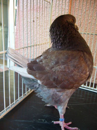 mascul 2012 vindut; vindut
