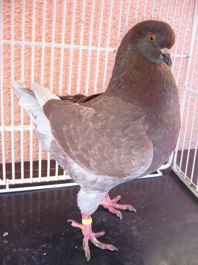 1-0 2011; 473   
100ron
