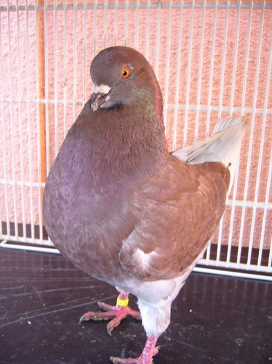 1-0 2011; 490
100 ron
