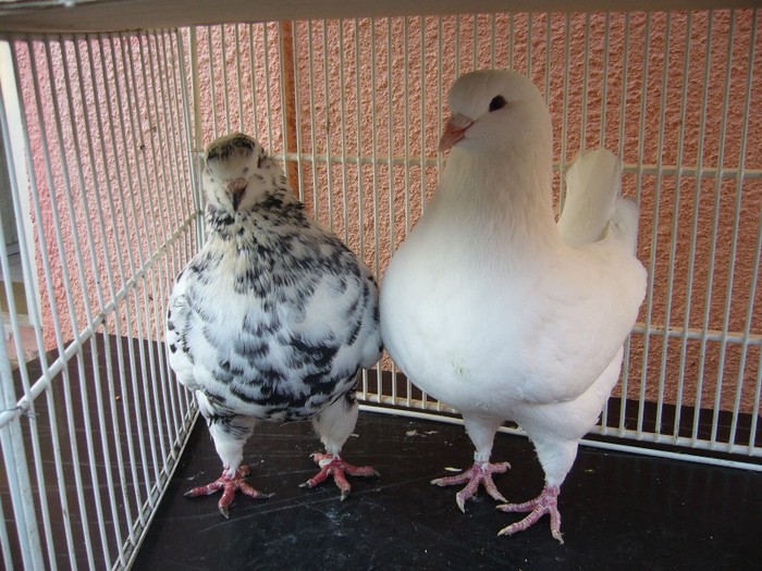 m 20008 f 2009 vinduti; 33
566 vinduti
