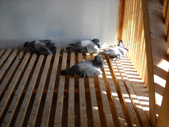 DSCN6573; pui 2012 - se "perpeleau" la soare!  :D
