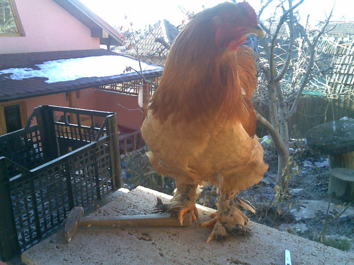 31012013(009) - cochinchina urias si brahman  columbia galben