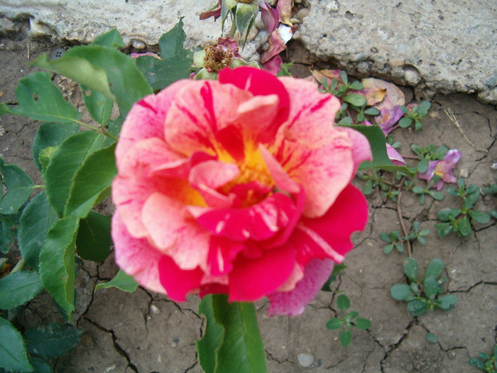 HPIM5552 - F Flori de gradina