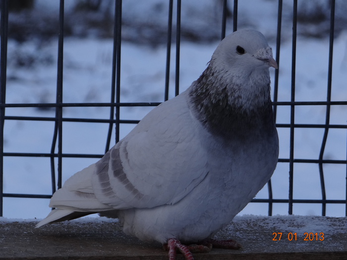 DSC03074 - Porumbei standard bujori