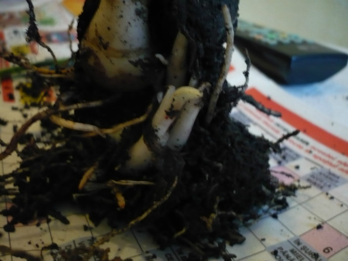 P1020725; multi micuti
