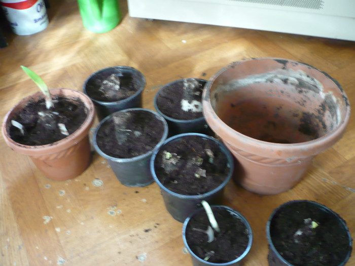 P1020729; astea au iesit din acel ghiveci
