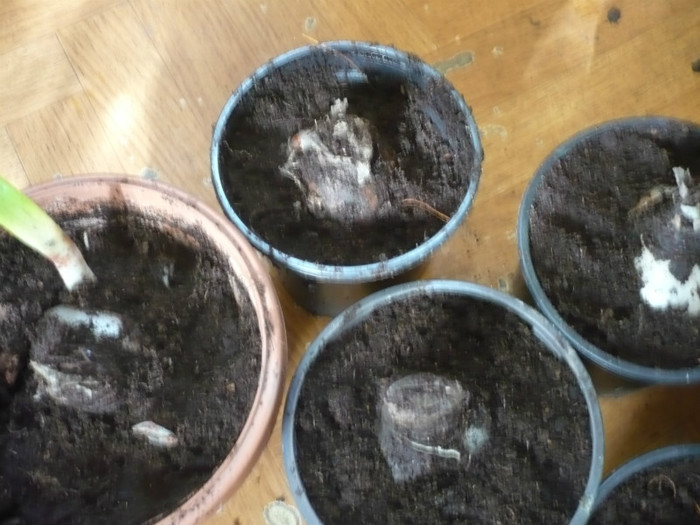 P1020731; astia cresc
