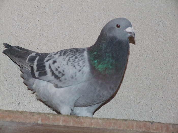 DSCF3030 - Porumbei mai vechi