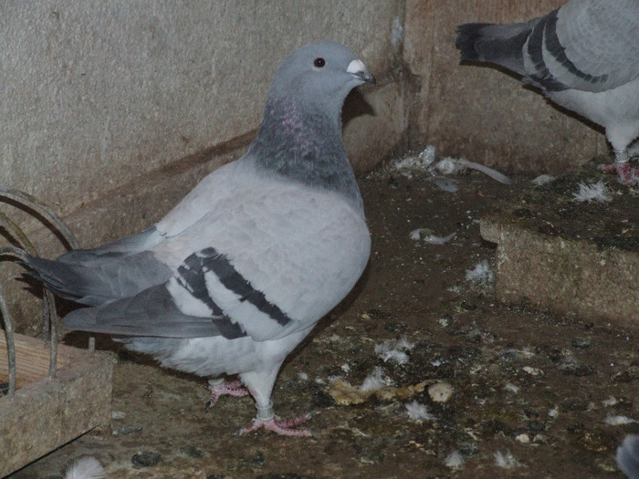 DSCF5939 - Porumbei mai vechi