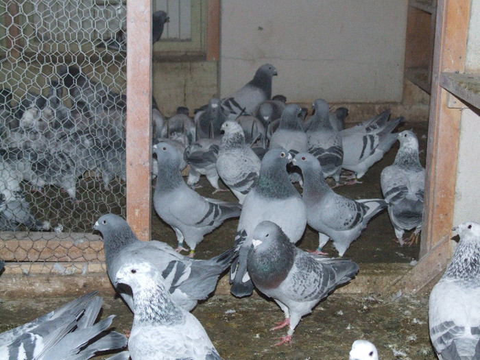DSCF5956