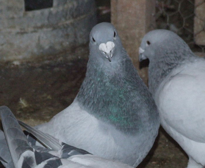 DSCF5981.