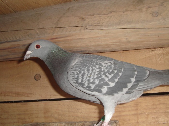 Fiica boxa 16 - lot zbor