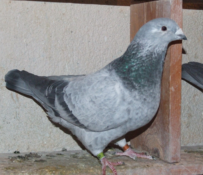DSCF5988.