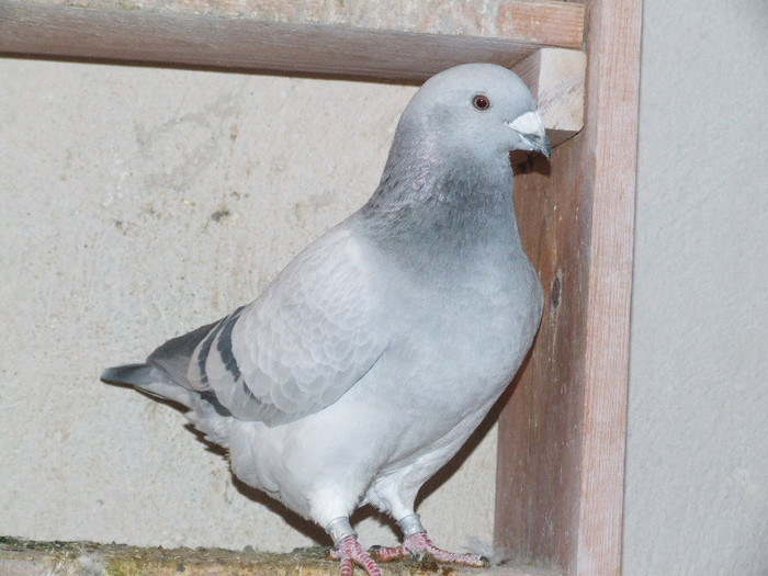 DSCF6000