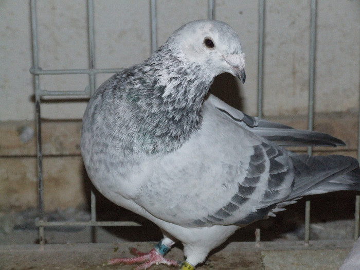 DSCF6012