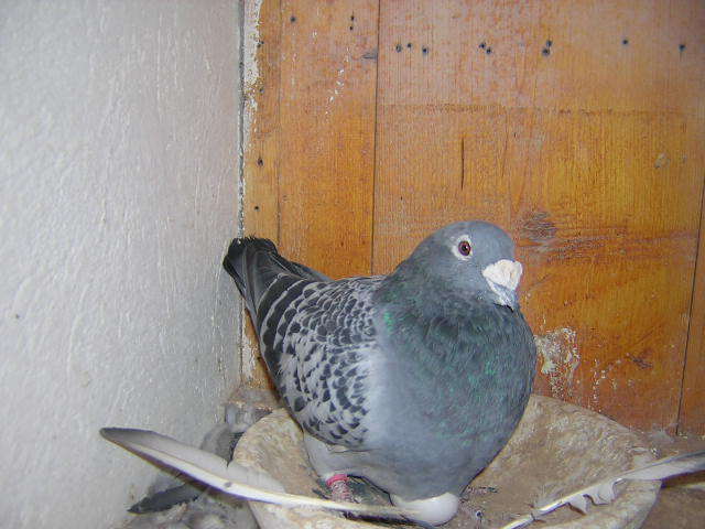 DSCN5482