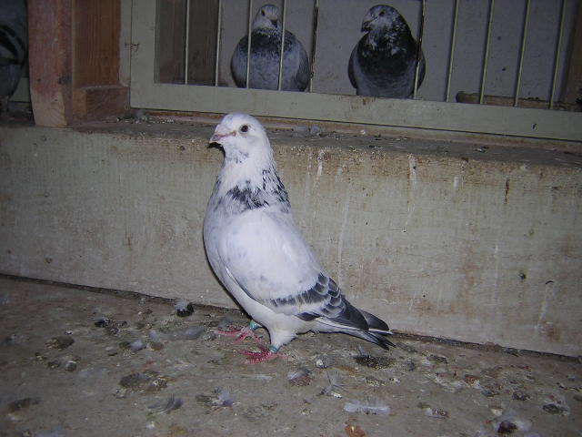 DSCN5484