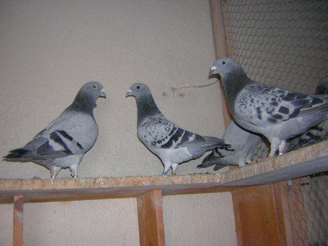 DSCN5492