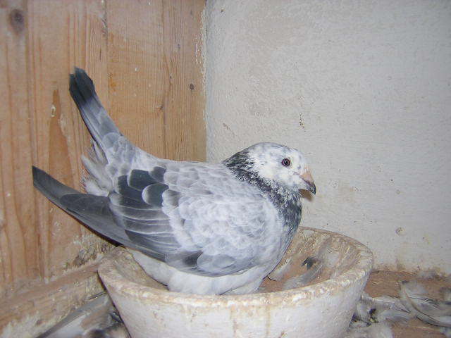 DSCN5500
