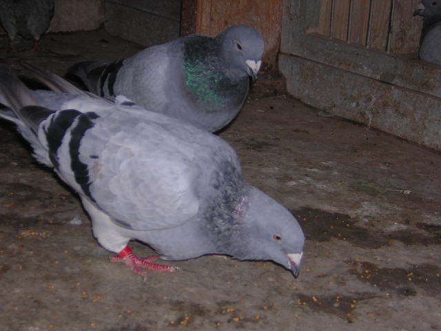 DSCN5543