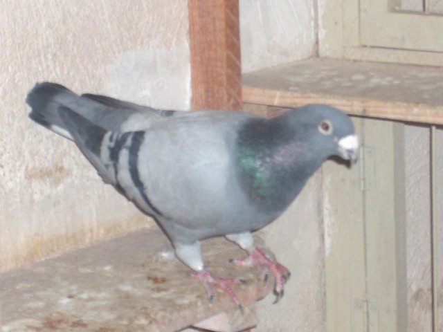 HPIM4806 - Porumbei mai vechi