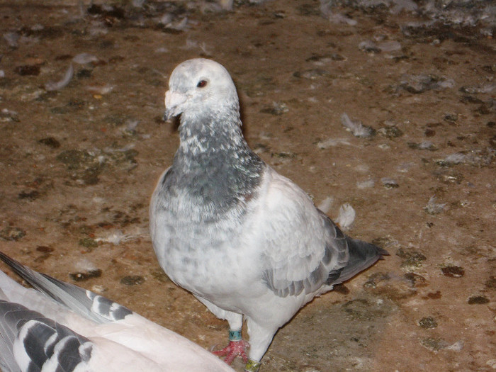 IMG_1060 - Porumbei mai vechi