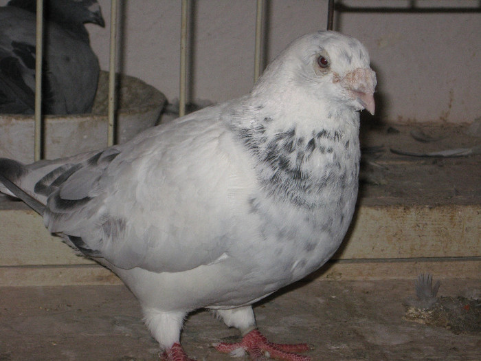 IMG_1067 - Porumbei mai vechi